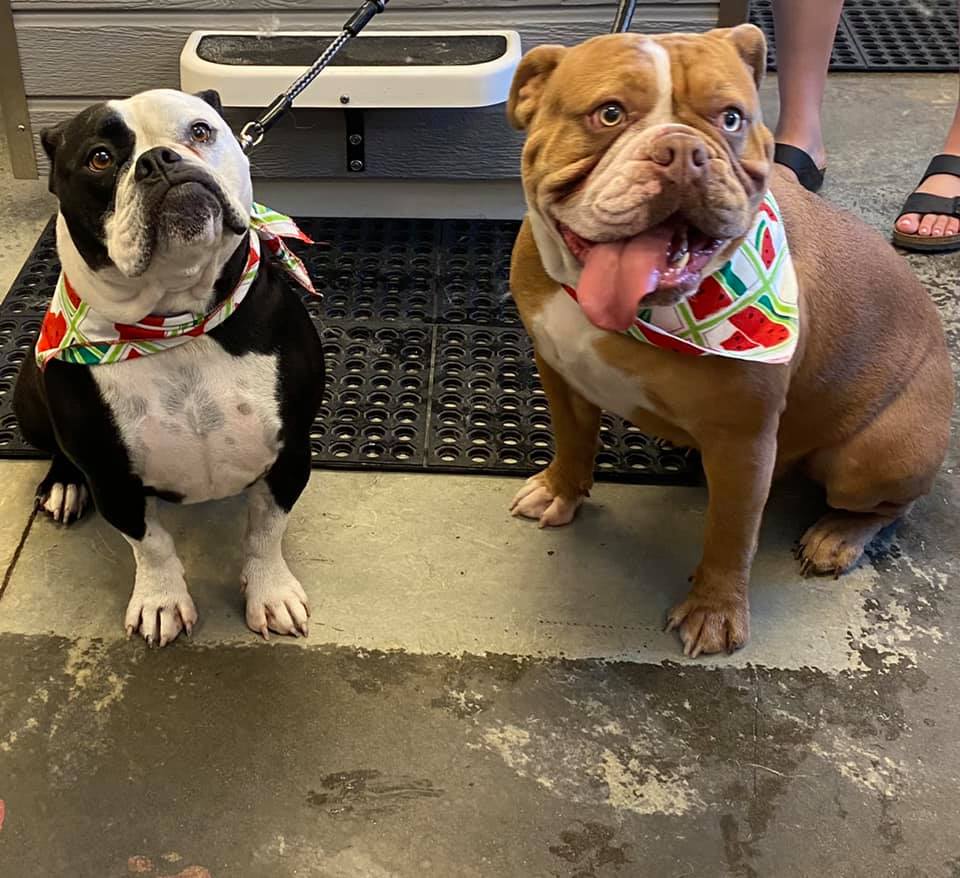 Animal House Self Service Dog Grooming Gallery Kennewick WA