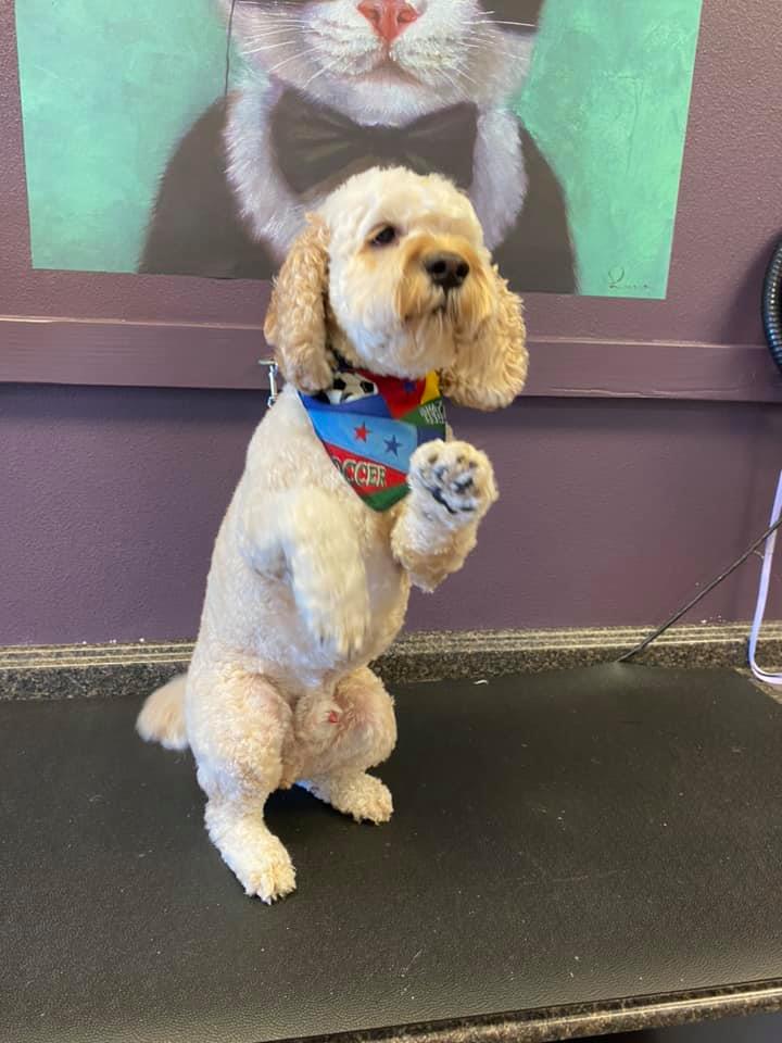 Animal House Self Service Dog Grooming Gallery Kennewick WA