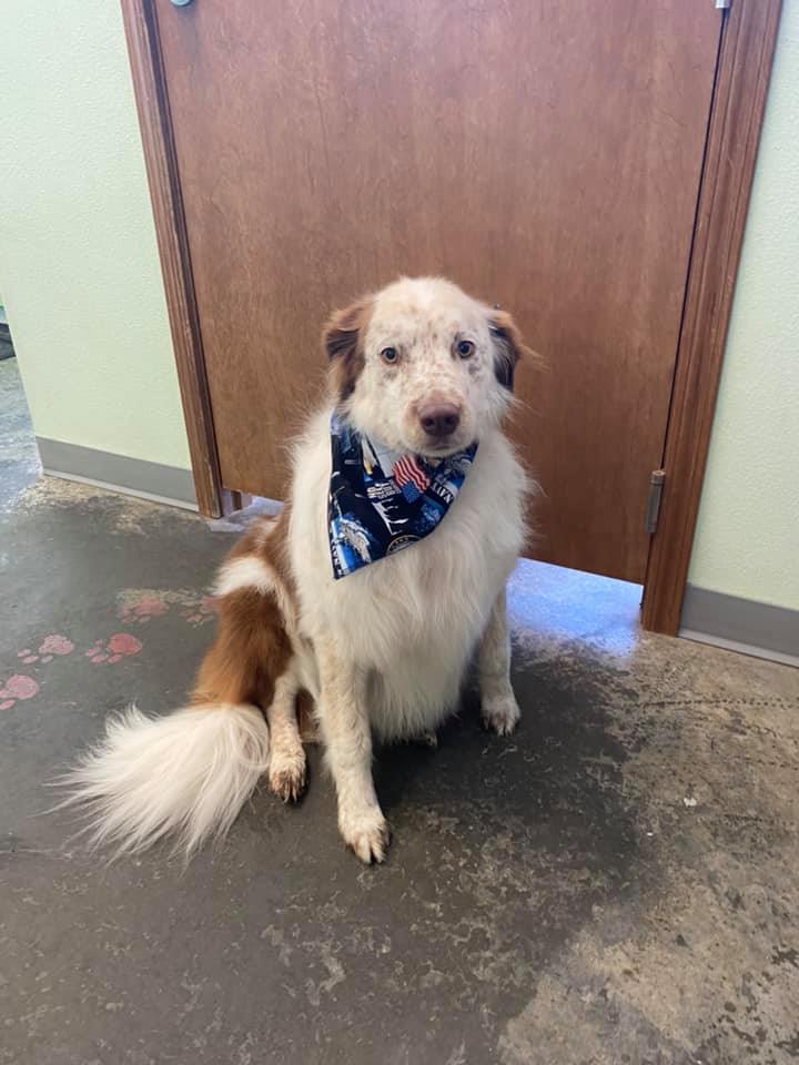 Animal House Self Service Dog Grooming Gallery Kennewick WA