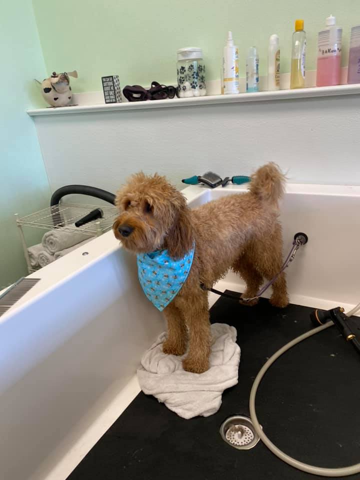 Animal House Self Service Dog Grooming Gallery Kennewick WA