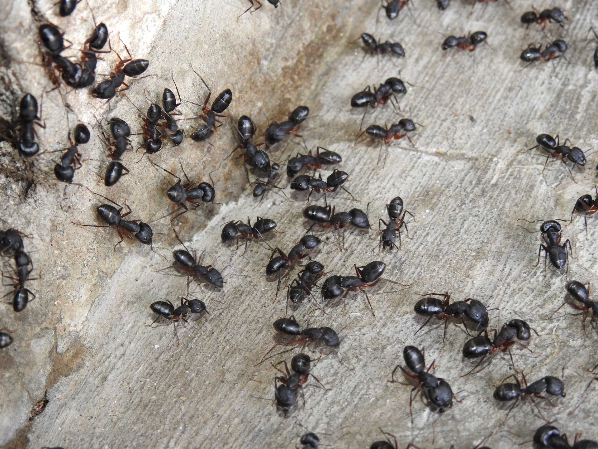 Termite & Pest Control Service Baltimore MD Hobbs Termite & Pest Control