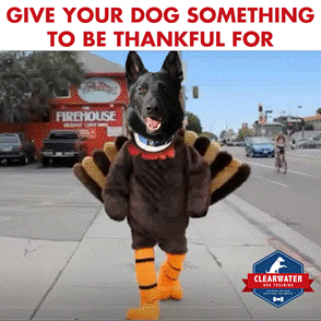 A dog in a turkey costume is walking down the street