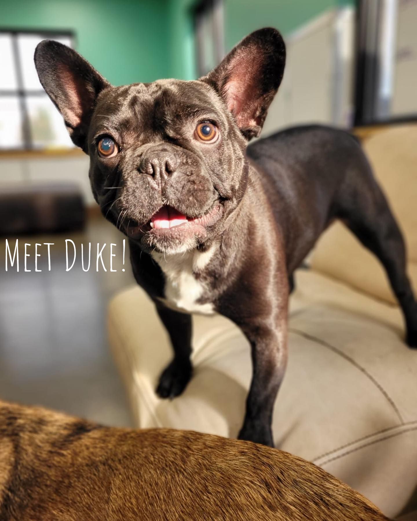 Doggie Daycare Services Boise, ID