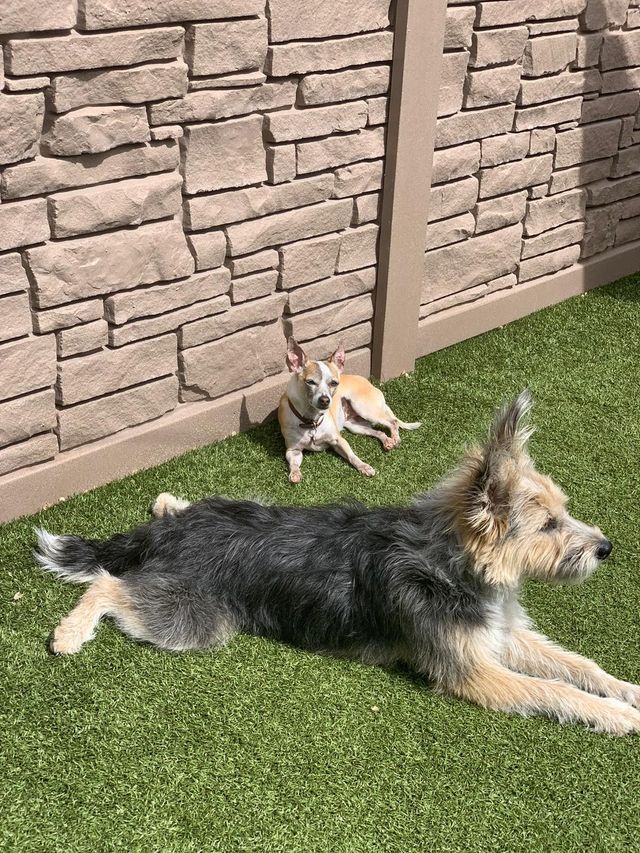 Dog Daycare Idaho Dog Park Boise, ID