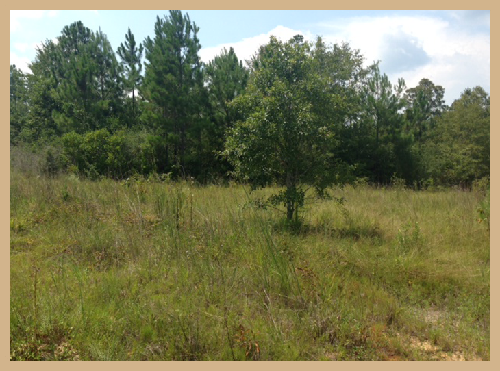 Stone County Residential Properties Land for Sale Wiggins, MS