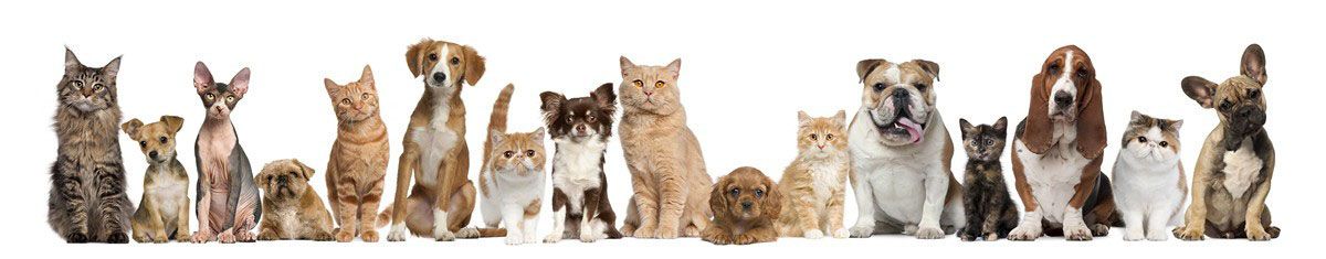 Cedar Ridge Animal Hospital | Vaccinations | Rexburg, ID
