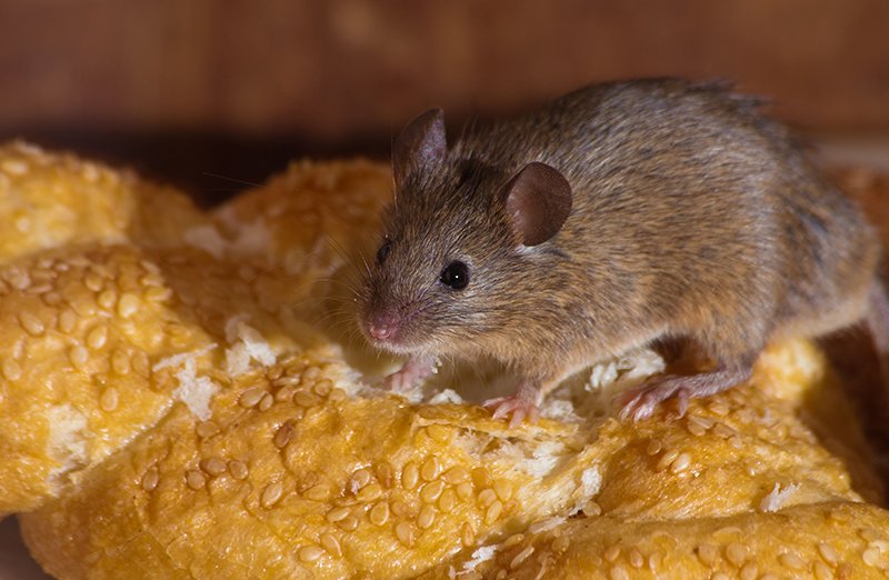 Exterminators Winchester, VA Pest Control Winchester, VA