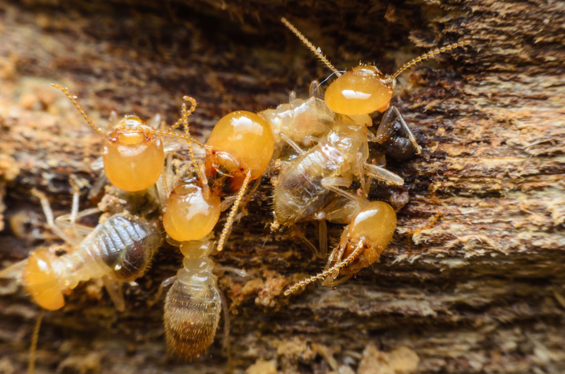 Contact Barrett Pest & Termite Services Shenandoah County VA