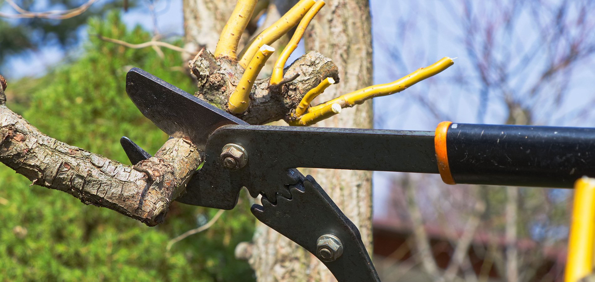 Alpine Tree Experts Inc Tree Services Baldwin, MD