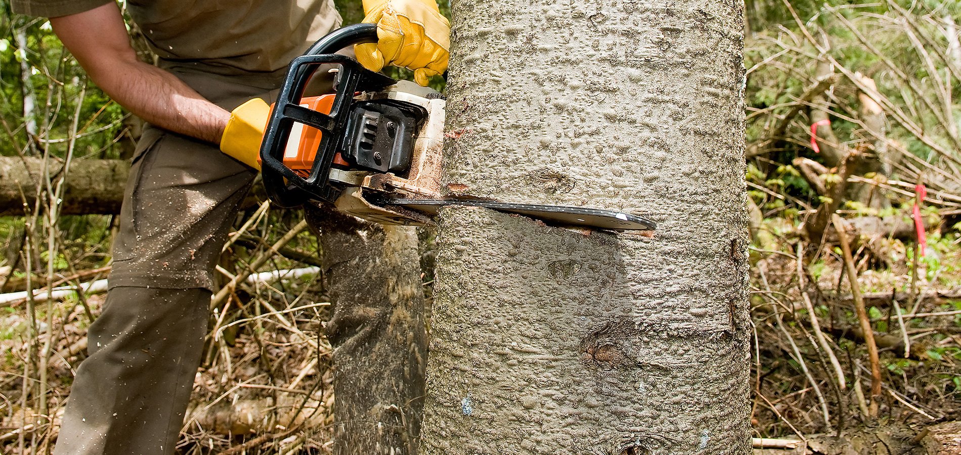Alpine Tree Experts Inc Tree Services Baldwin, MD