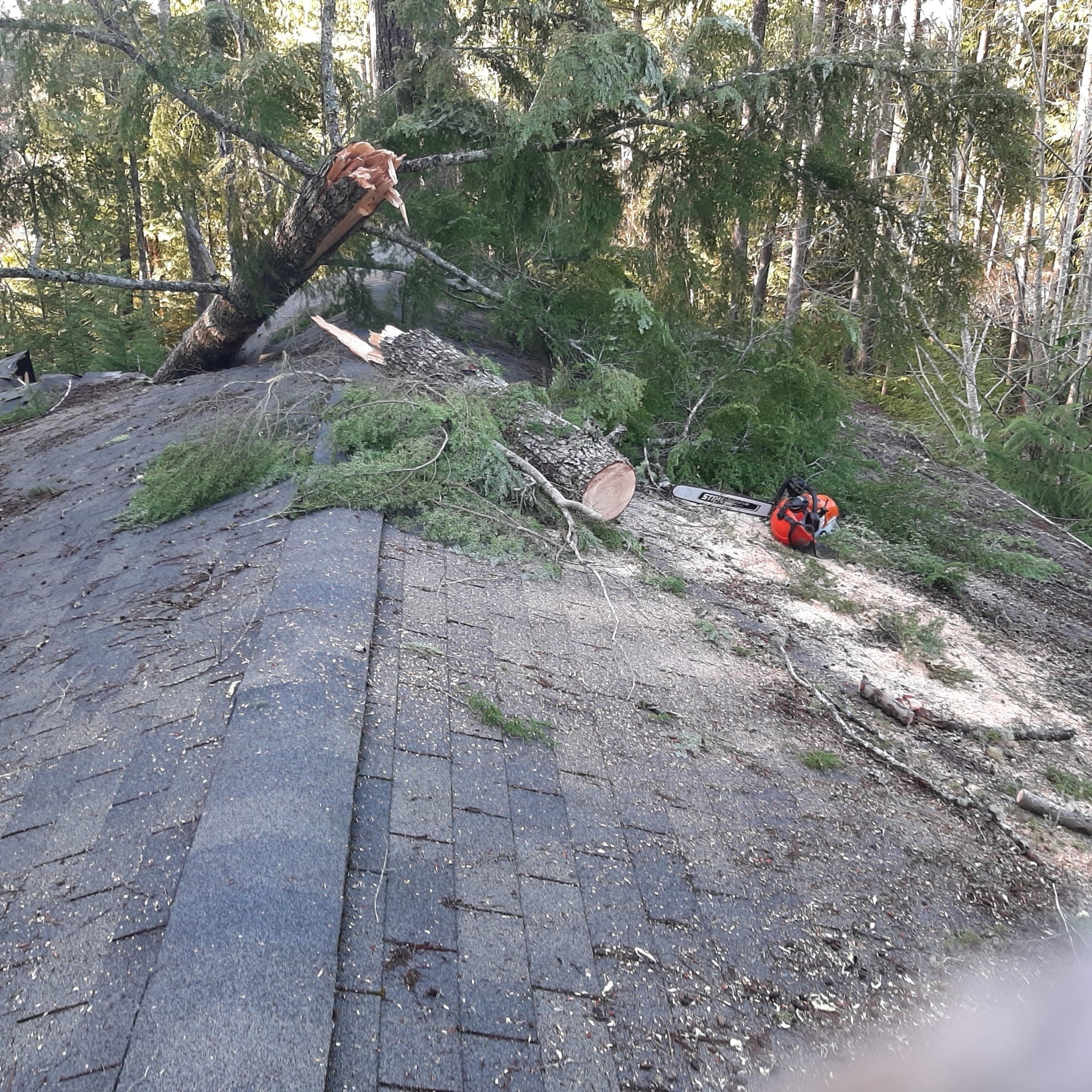 Tobin Bros Land Clearing Services Shelton, WA