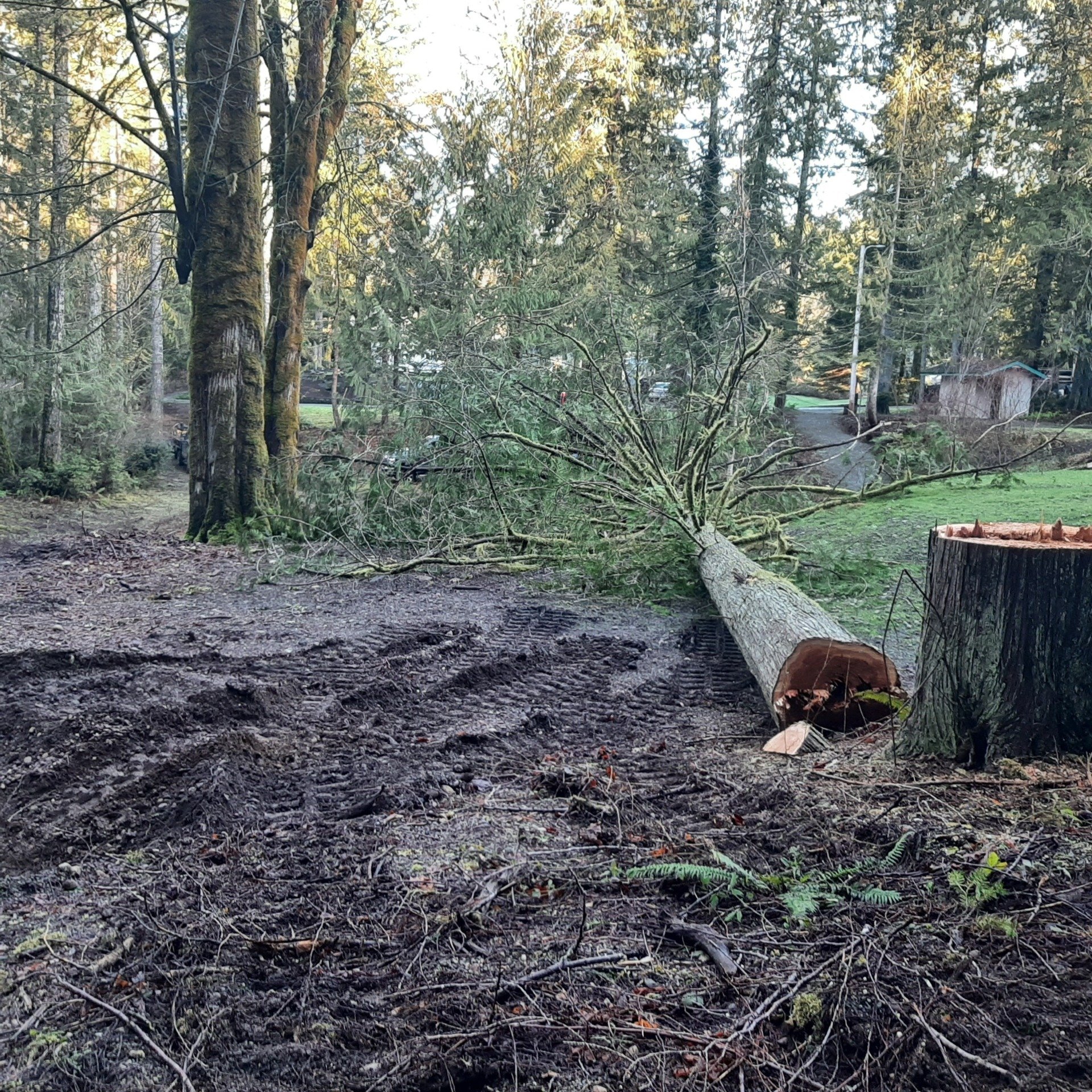 Tobin Bros Land Clearing Services Shelton, WA