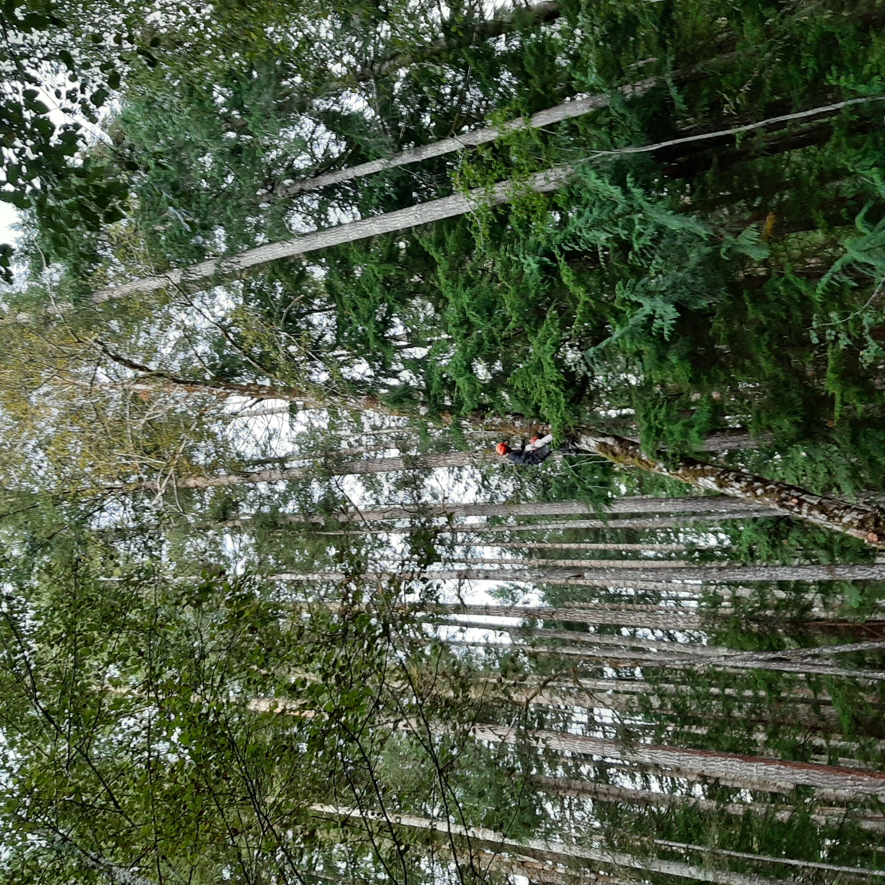 Logging
