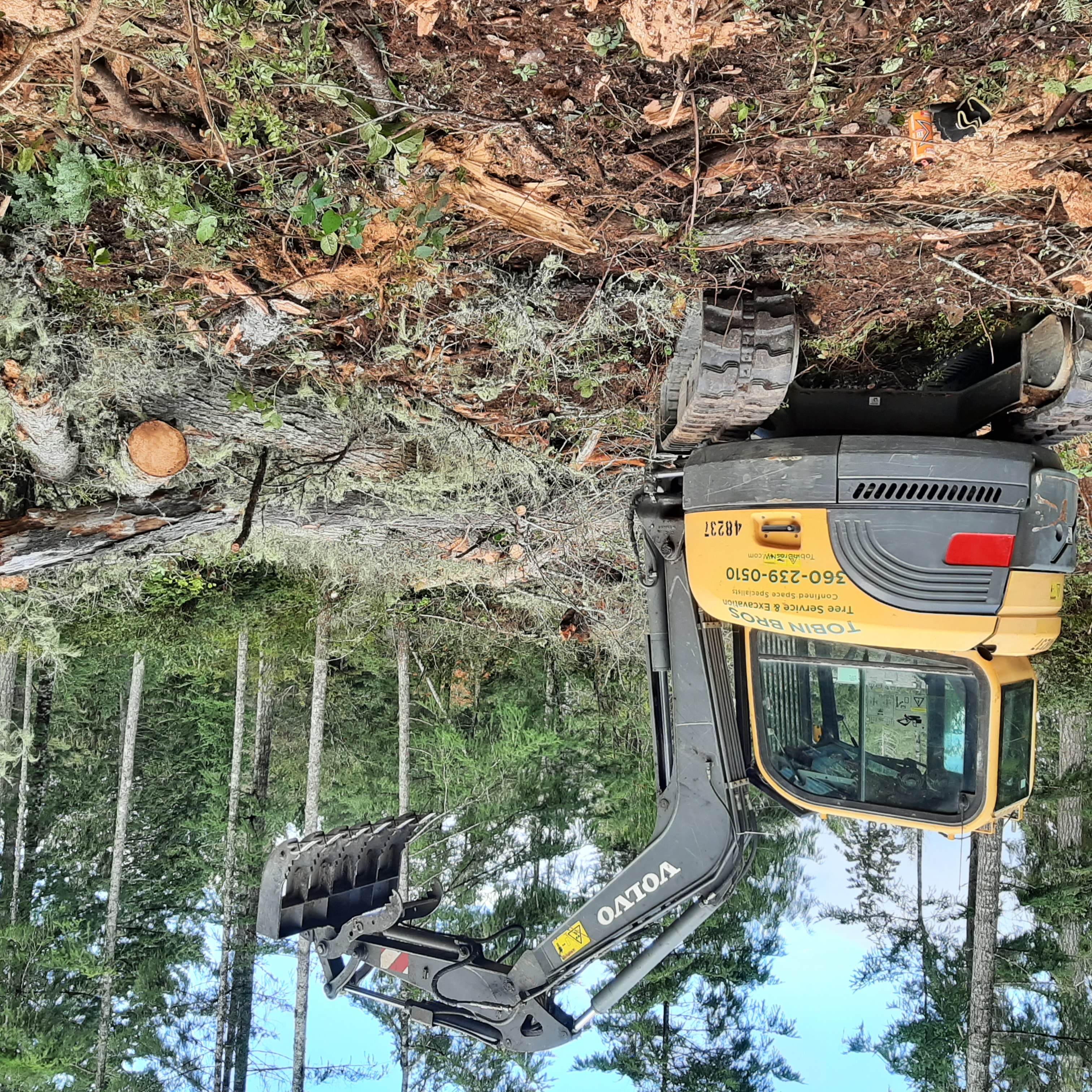 tree service