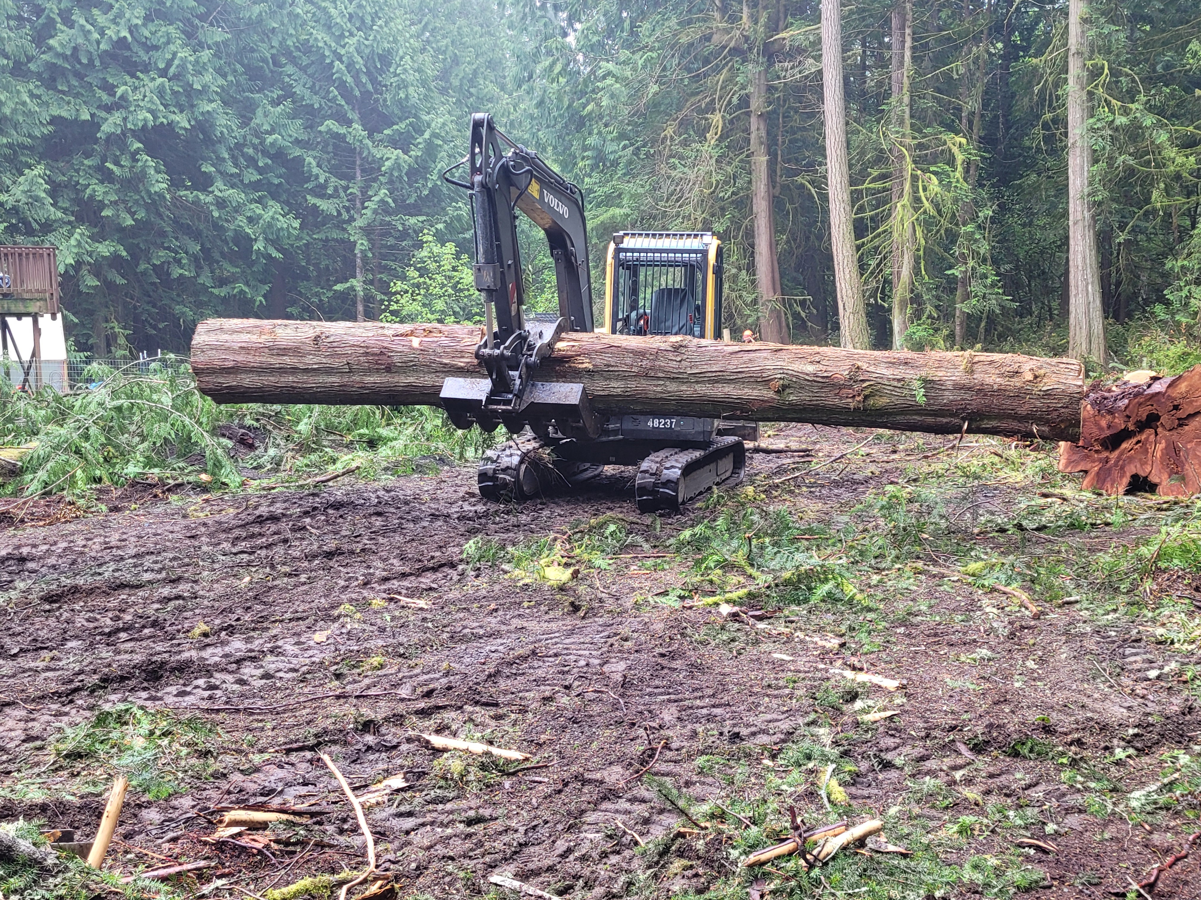 tree service