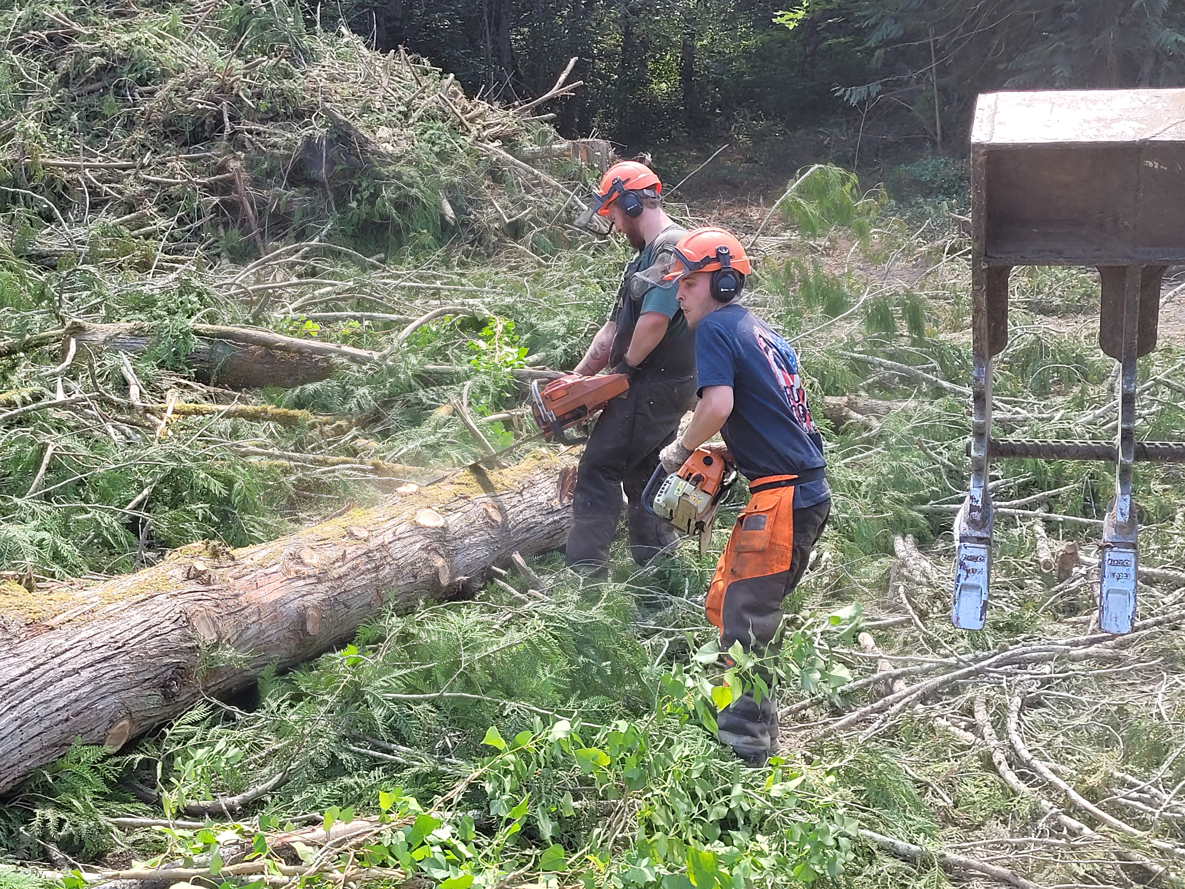 tree service