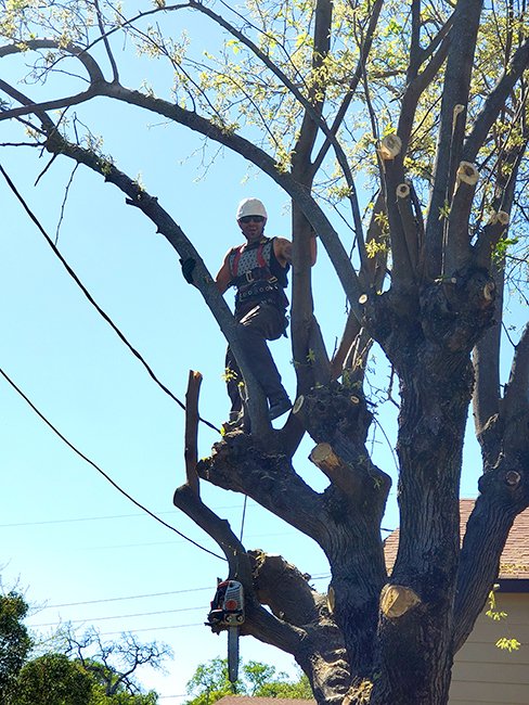 Tree Of Life Gallery | Oroville, CA