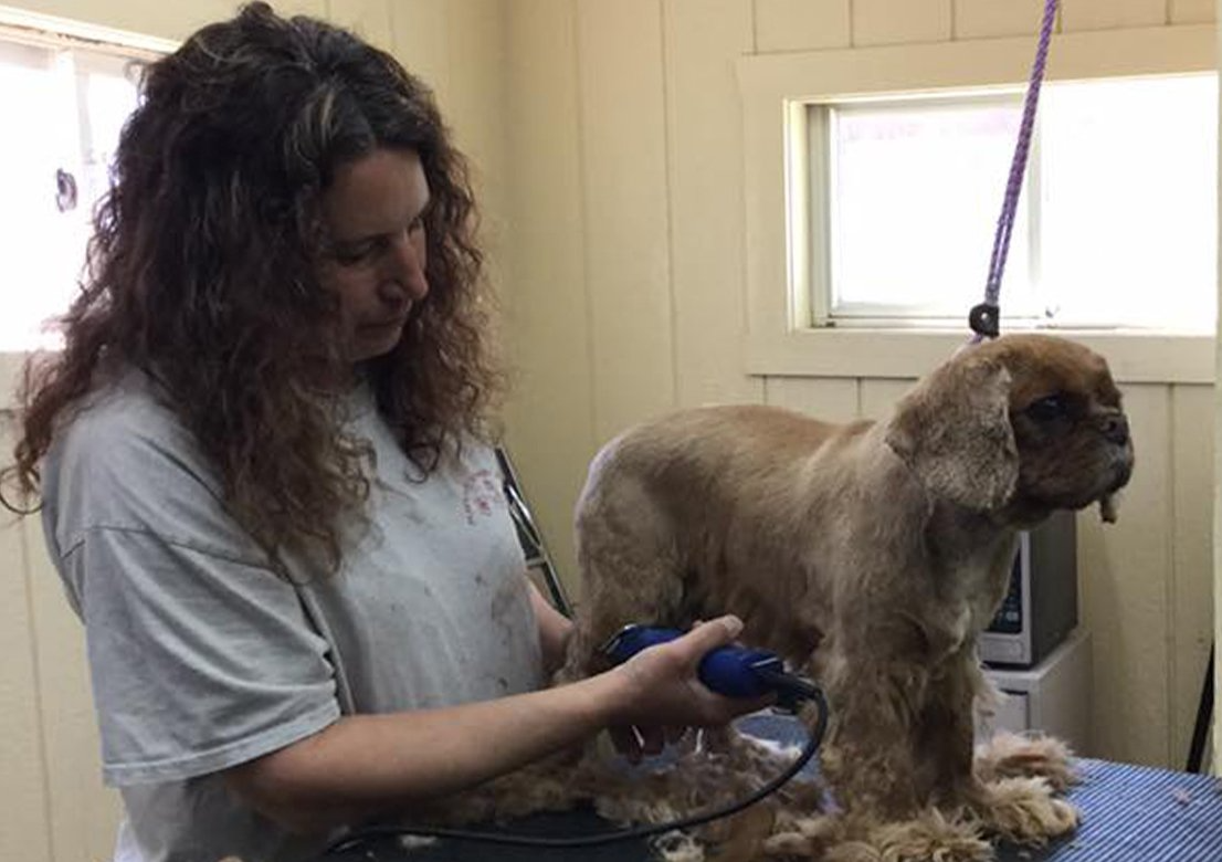 Grooming Pet Groomers Union Grove, WI