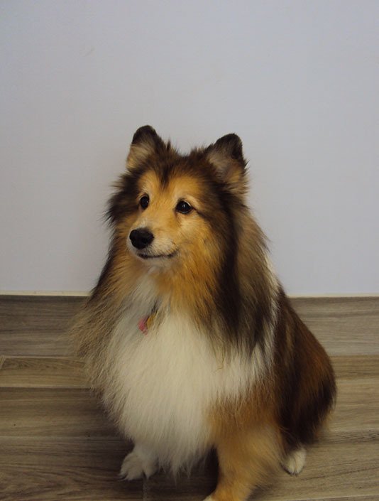 Pet Grooming By Audrey LLC. Pet Groomers Omaha, NE