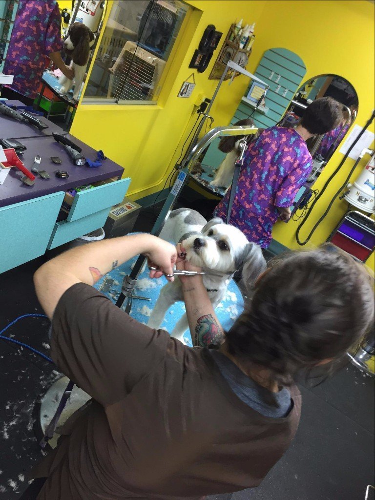 Pet Grooming By Audrey LLC. Pet Groomers Omaha, NE