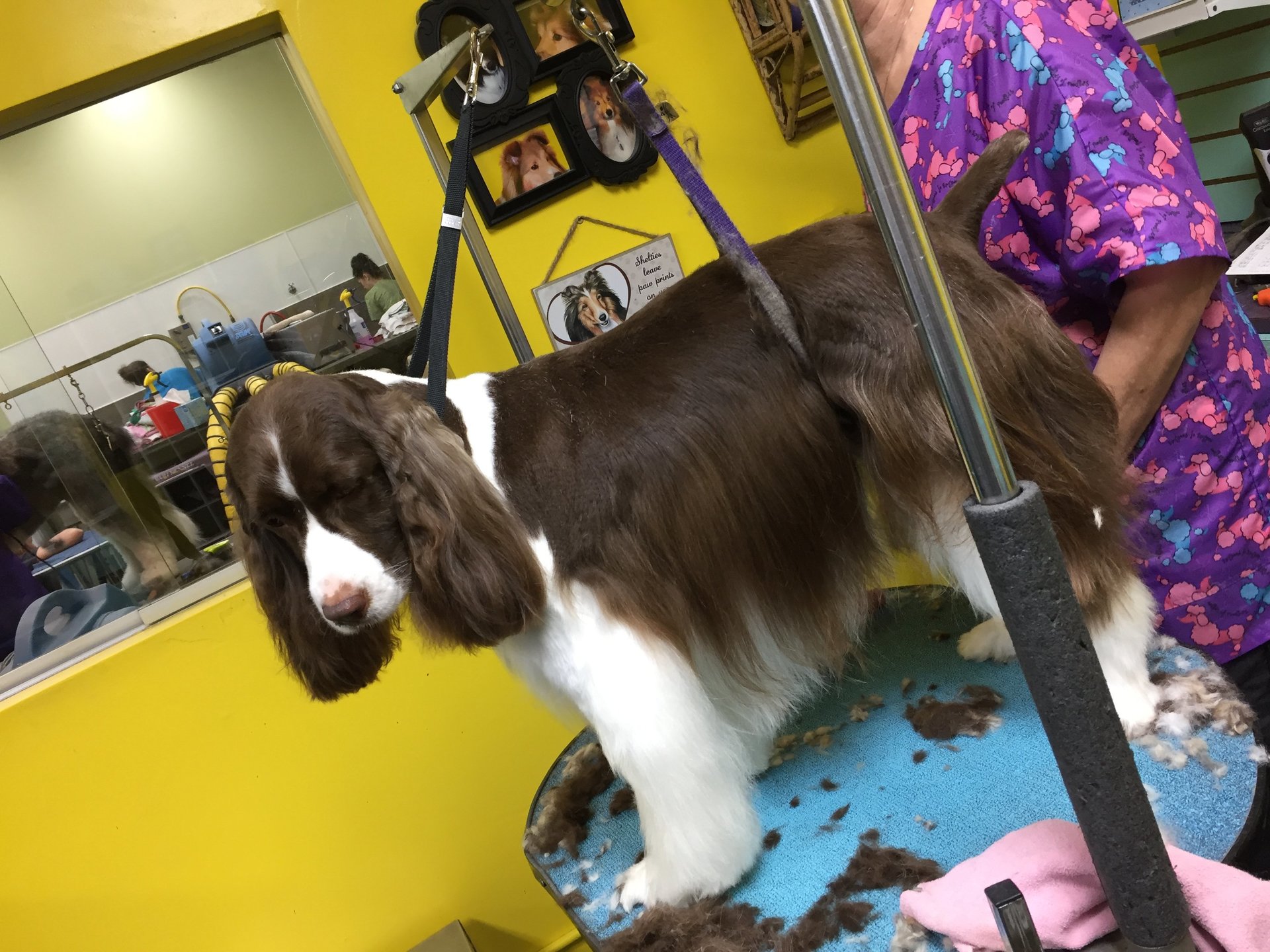 Pet Grooming By Audrey LLC. Pet Groomers Omaha, NE