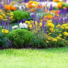 Colorful flower bed with purple, yellow, and orange blooms beside a green lawn