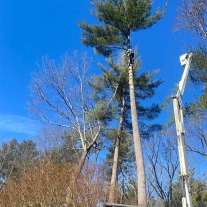 Tall pine trees being trimmed by a bucket lift against a bright blue sky