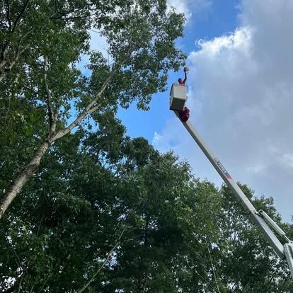 Worker in a bucket lift trimming tall trees against a blue sky with clouds.