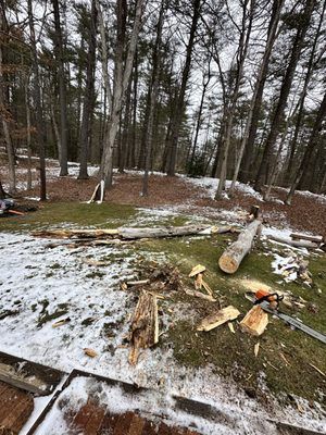 Snowy wooded yard with cut logs and fallen branches scattered on the ground.