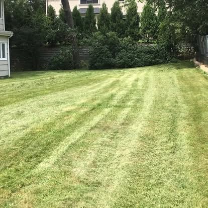 Backyard lawn with striped grass, bordered by tall trees and a house on the left