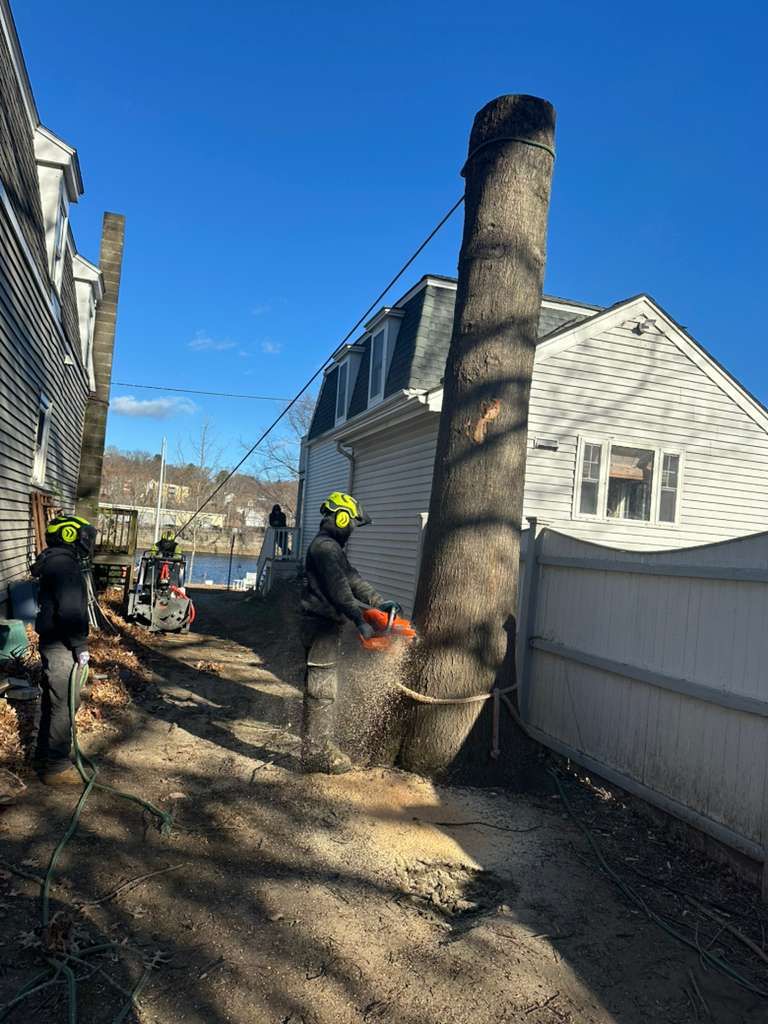 Workers trimming a large tree trunk in a residential alley with houses and a fence nearby