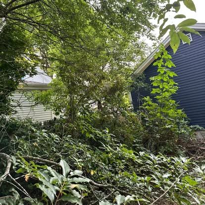 Overgrown backyard with dense green foliage beside two houses, one white and one dark blue.
