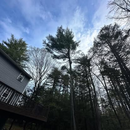 Tall pine trees silhouetted against a cloudy blue sky beside a house and deck.
