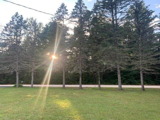 Sunlight shining through tall pine trees onto a grassy field at dusk
