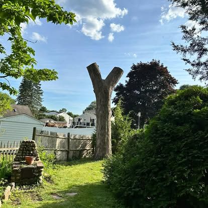 Backyard with a Y-shaped tree stump, green shrubs, fence, and blue sky with clouds