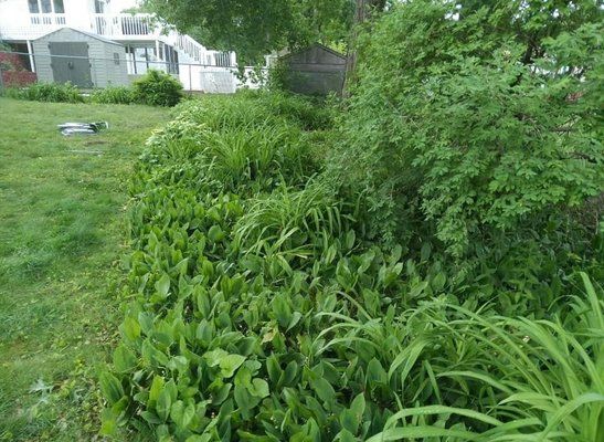 Overgrown green garden beside a white house and greenhouse