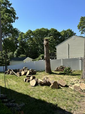 Backyard with cut tree logs, a standing tree trunk, white fence, and beige shed under a blue sky