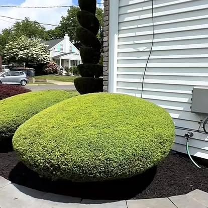 Trimmed round green shrub in a front yard beside a house with white siding.