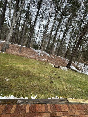 Snowy wooded backyard beyond a brick patio and green lawn