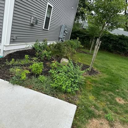 Corner garden bed beside gray house with shrubs, a small tree, and concrete walkway.