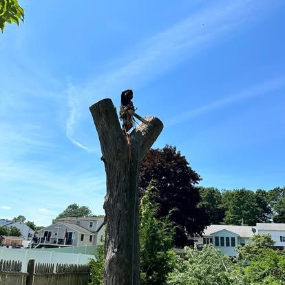 Tree stump with a cat perched on top in a suburban backyard under a blue sky