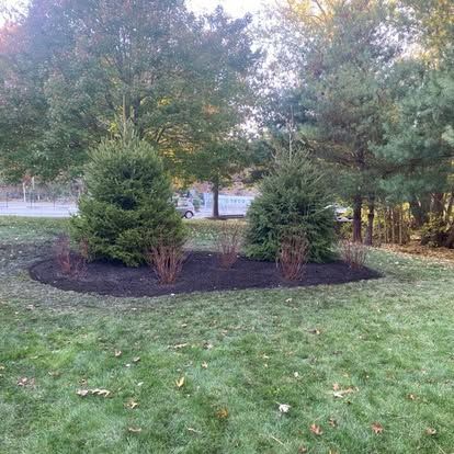 Small landscaped garden bed with evergreen shrubs and mulch in a grassy yard, trees in the background