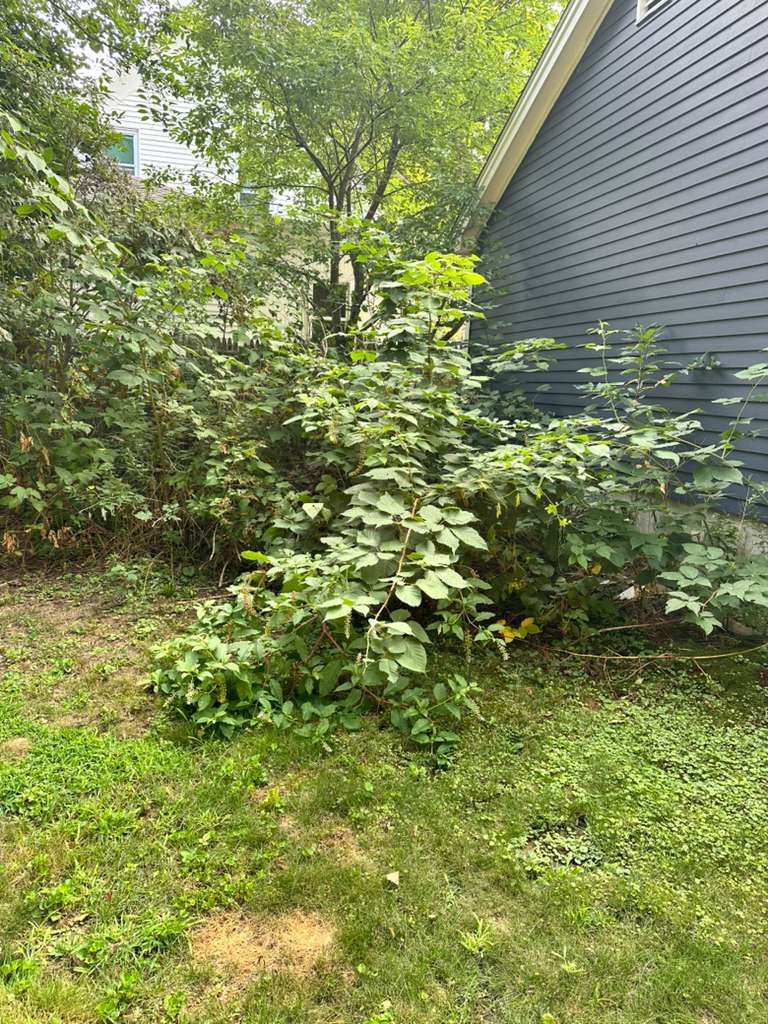 Overgrown shrubs and grass beside a gray house in a leafy yard.