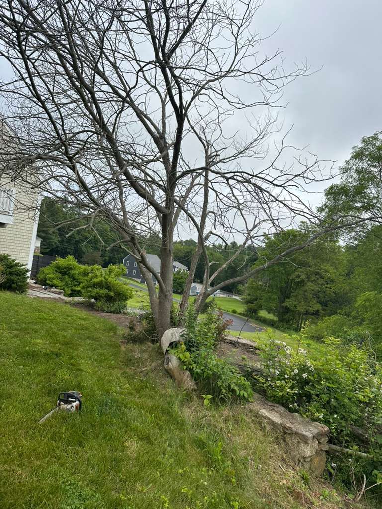 Leafy backyard with a large bare tree, grassy slope, and stone retaining wall under a cloudy sky