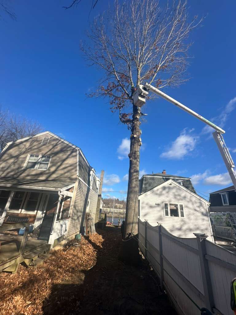 Leafless tree being trimmed by a bucket lift in a residential backyard, with houses and a blue sky.