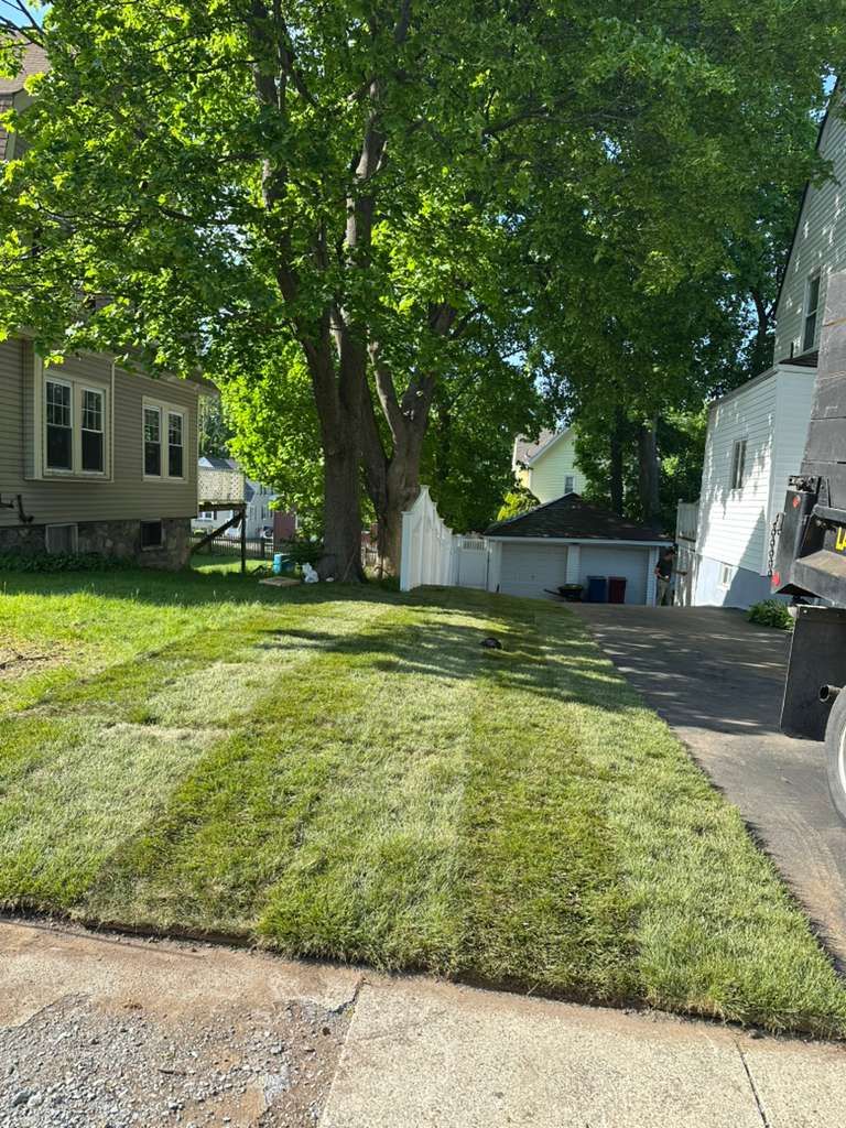 Grassy front yard with a large tree, driveway, and houses on either side in bright sunlight