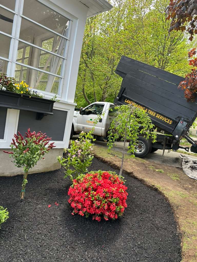 Landscape truck dumping a load of black mulch beside a house and red flowering shrubs