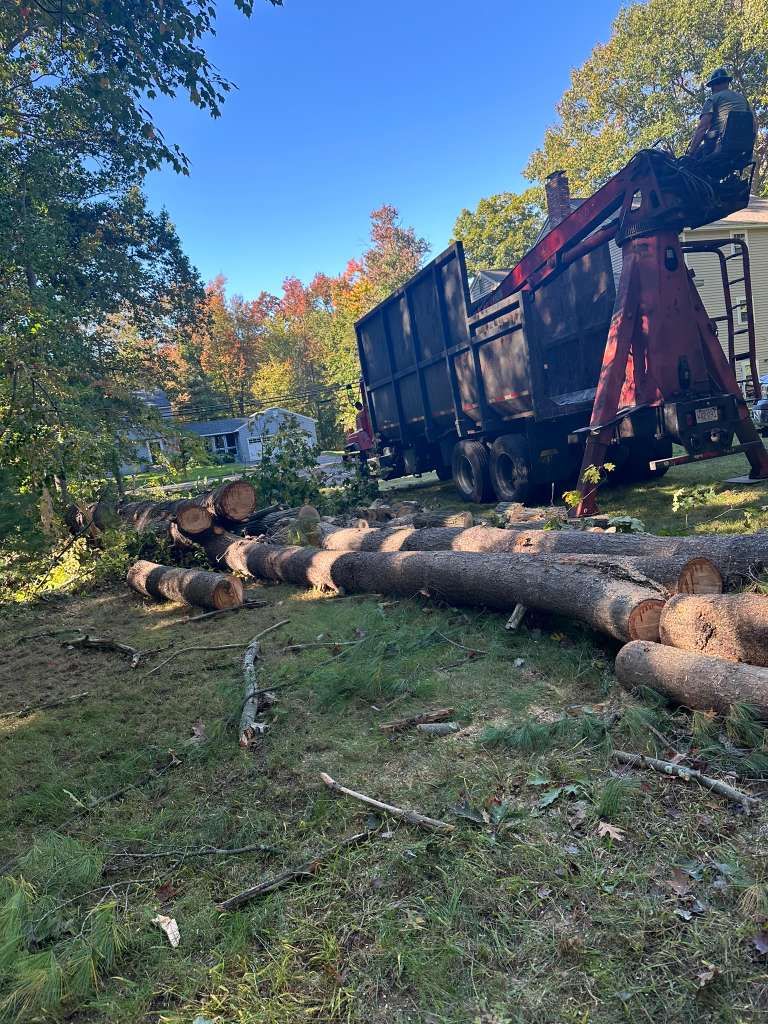 Tree-cutting debris and logs beside a truck in a grassy yard under a sunny autumn sky