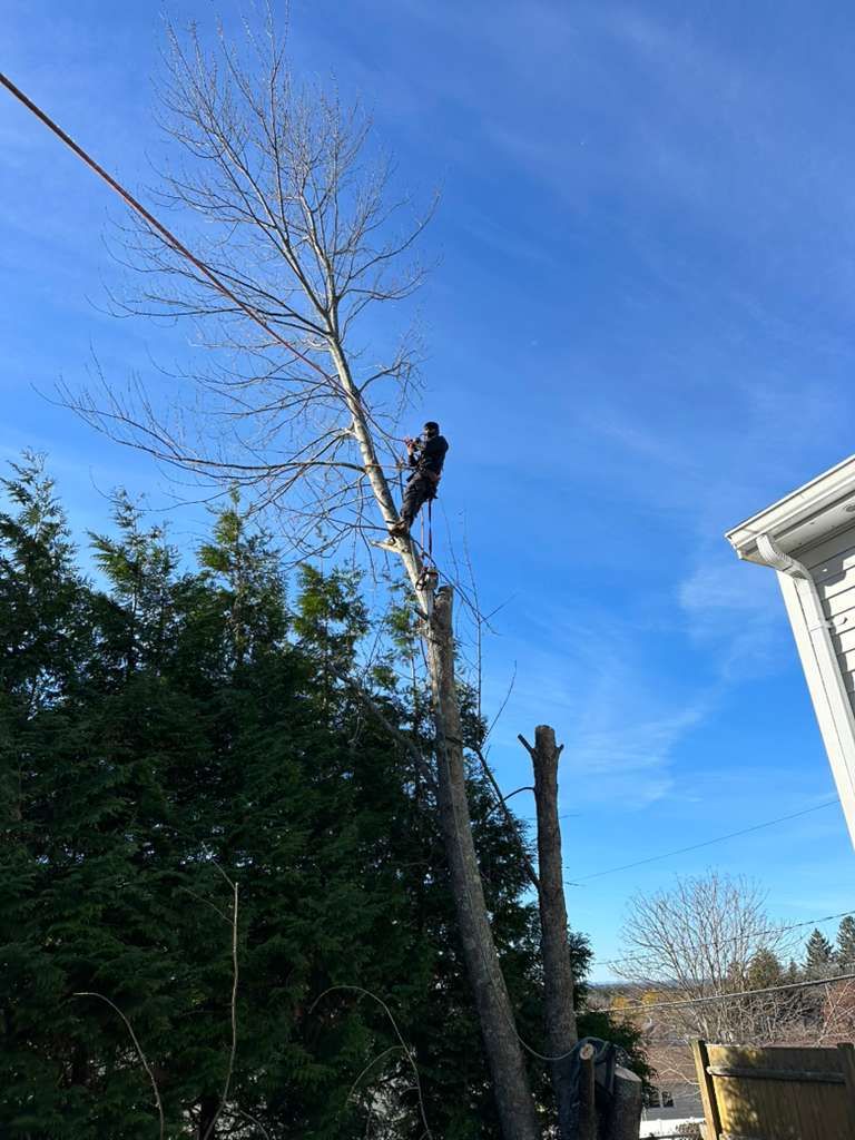 Person trimming a tall tree against a blue sky beside a house