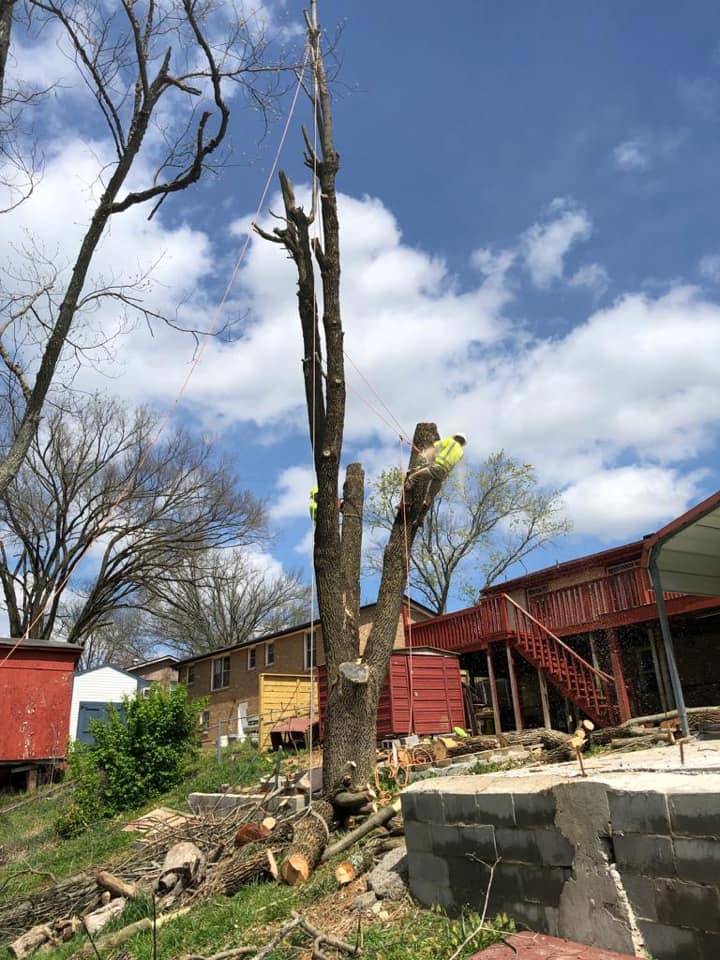 Tree Removal Huntsville, AL J&C Tree Experts
